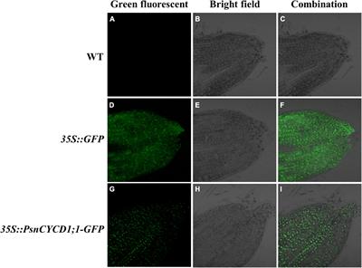 Ectopic Expression of Poplar PsnCYCD1;1 Reduces Cell Size and Regulates Flower Organ Development in Nicotiana tabacum